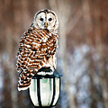 Bird of Prey Barred Owl