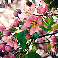 Cherry Blossom
