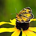Colorful Landing