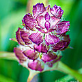 Purple Beauty