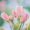 Apple Blossoms in the Rain 12x12 Crop Print