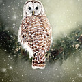Barred Owl in the Snow