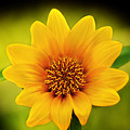 Sunflower Baby Print